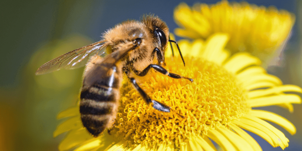 Bee fetching pollen from yellow flower