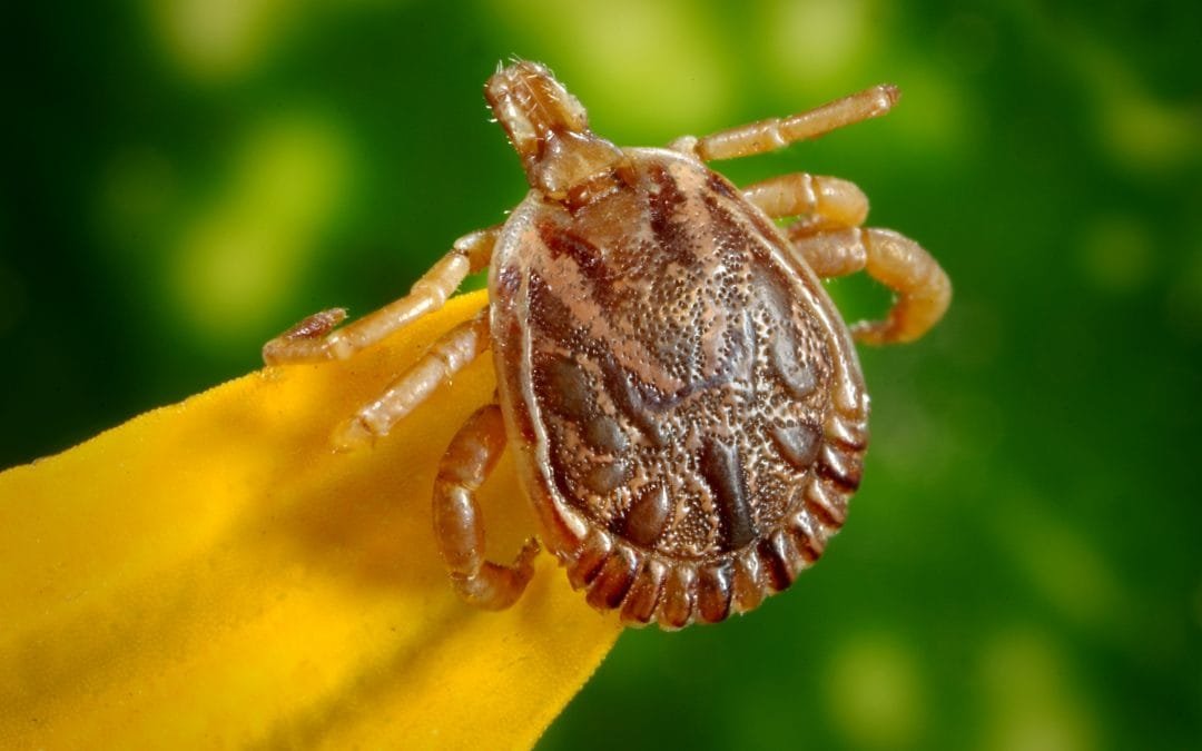 Tick borne encephalitis virus in the United Kingdom