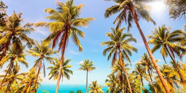 Annual Immunisation Update: NHS & Private Travel Vaccines- Elearning
