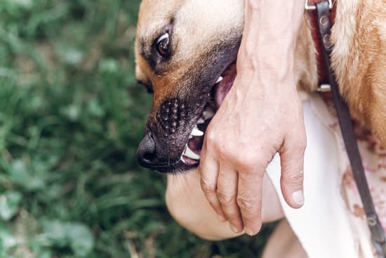 Image showing dog biting a hand.
Rabies training, post exposure rabies