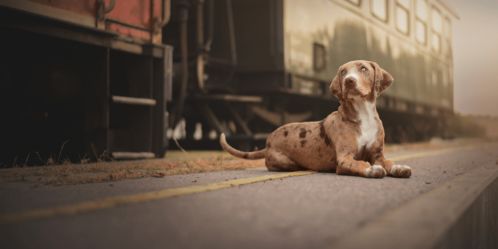 product image for rabies short course