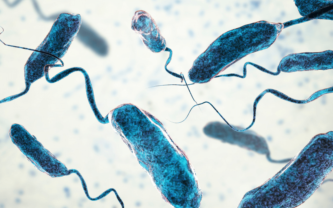 image showing cholera bacteria