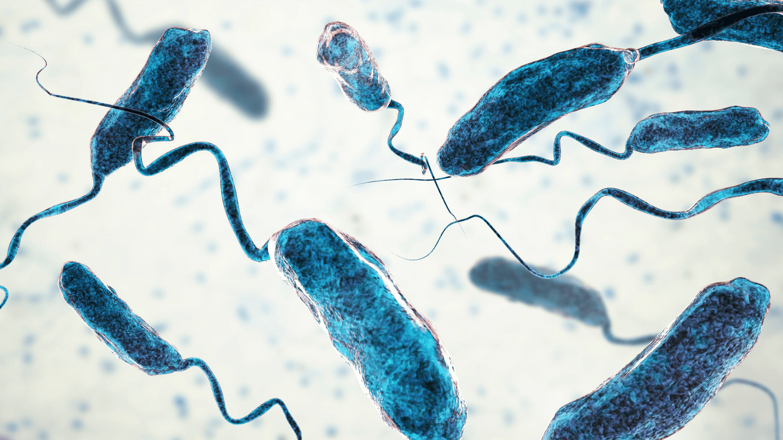 image showing cholera bacteria