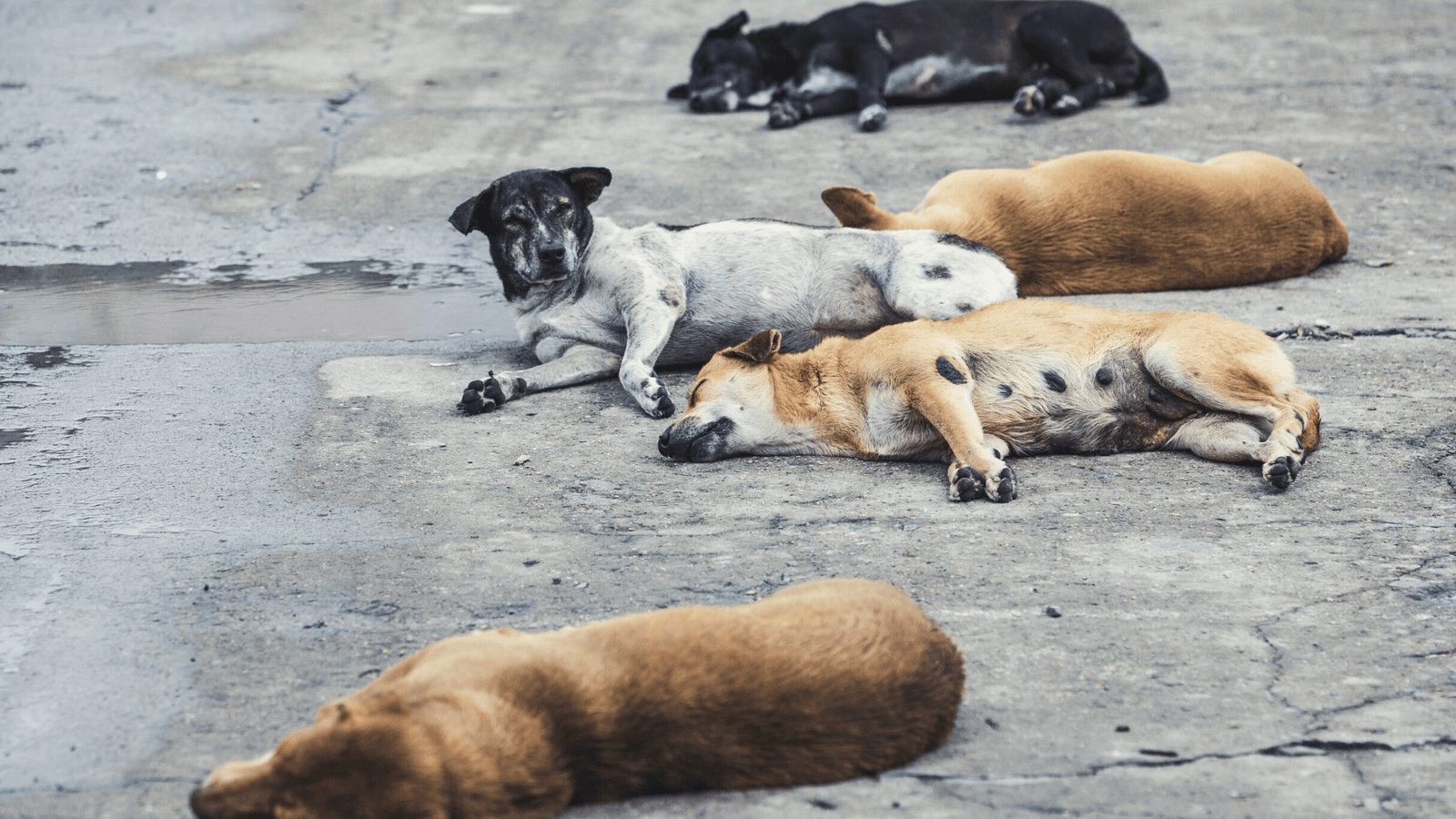 image showing dogs rabies