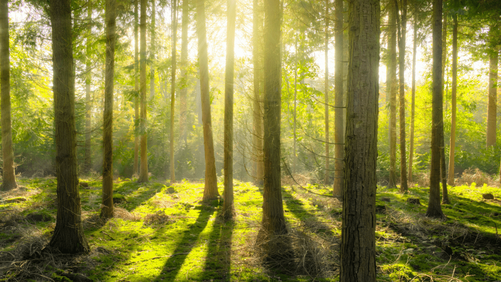 image showing forrest tick borne