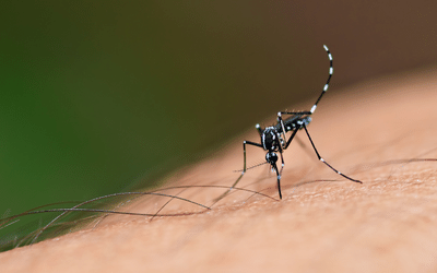 Promising developments in the fight against mosquito-borne diseases.