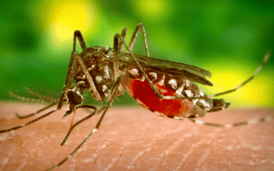 Defending Against Dengue Fever: What’s The Latest On The Qdenga Vaccine?