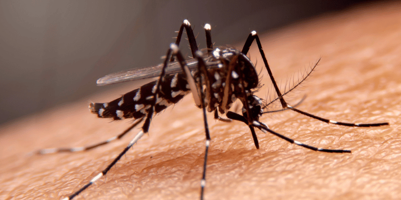 Image showing aedes mosquito