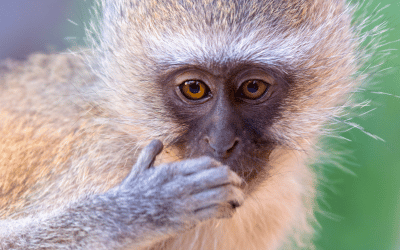 Image showing vervet monkey