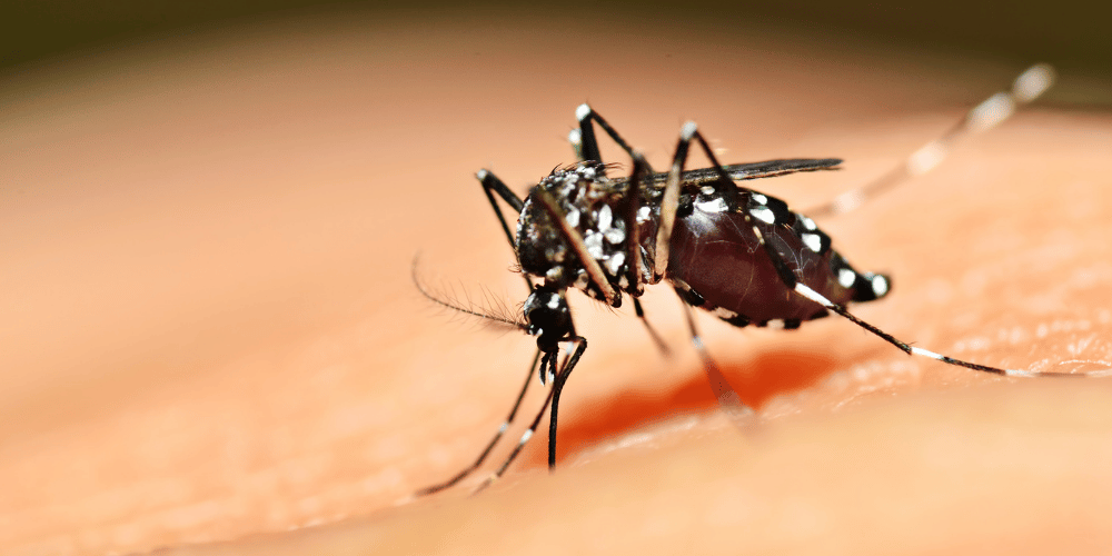 Image showing Aedesk Aegypti mosquito.
Chikungunya vaccine UK