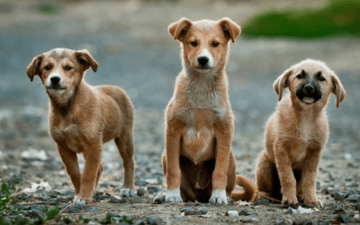 Why Travellers Underestimate Rabies Risk