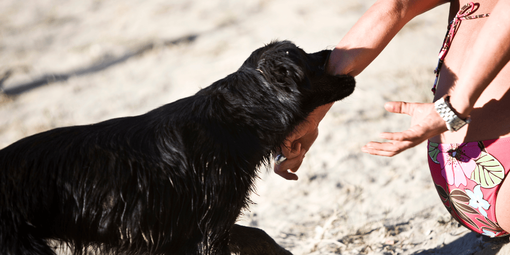 rabies vaccine for travellers