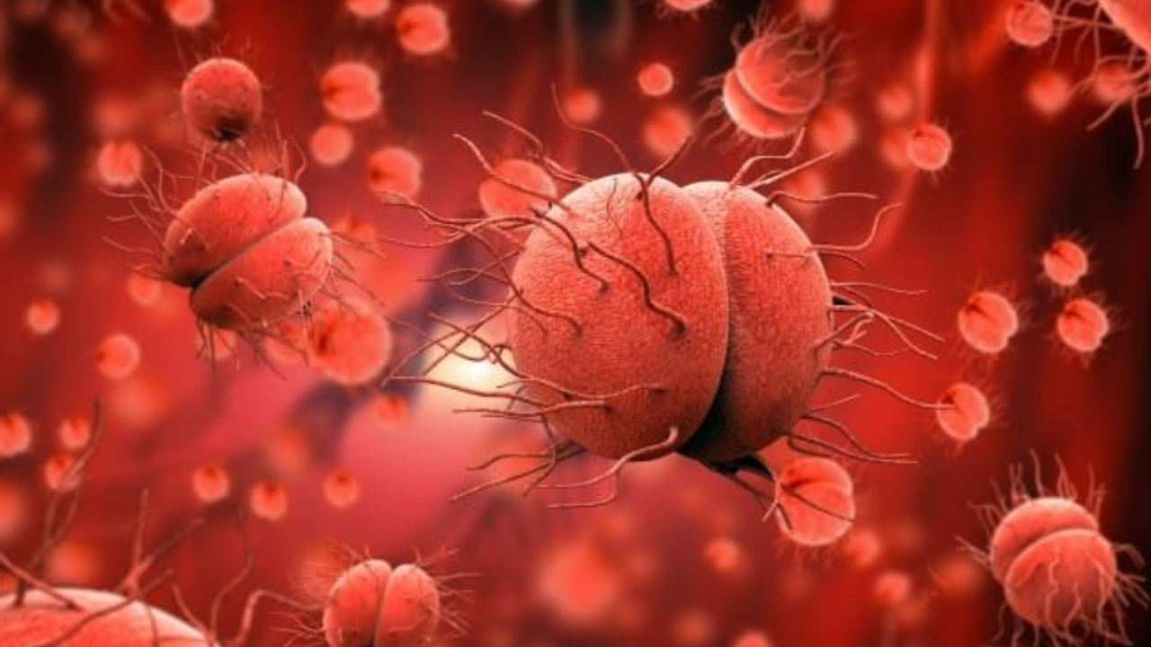 4Ts of Meningococcal Disease