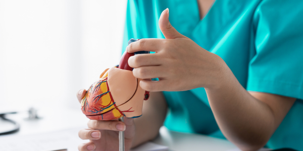 Image showing model of heart for Advanced Coronary Heart Disease Management in Primary Care course