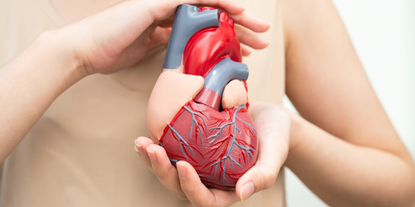 image showing heart and how it works for Heart Failure in Primary Care course